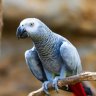 CocotheBirdie