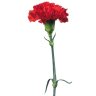 red flower