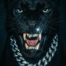 suciferous