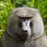 CrackedBaboon