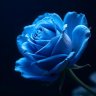 Touseef SEO