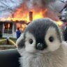 PenguinPetter
