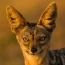 Jackal