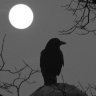 NightKrow