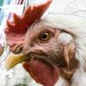 PinkChicken