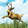 CrazyCoyote
