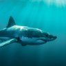 BlackHatRael