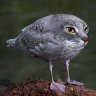 Catduck