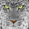 Whitepanther