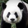 lovemepanda
