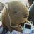 Wombat