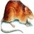 joeytherat