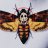 MechanicalMoth