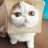 longerestcat