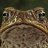 thetoad