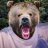 IceePolarBear