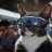 Real Cool Cat