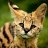 Big_Cat