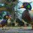 Duck Parade