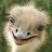 SavageOstrich