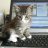 TomSEO