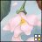 singh dabi
