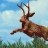 jackalope