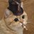 HoustonTheCat