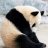 panda_matt