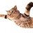 FlyingCat