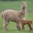 llama2all