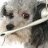 dogdog