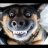 IamJustaDog