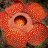 FlowerRanker
