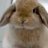 Bunny Snacks