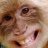 Unwashed Monkey