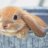 RabbitWhole
