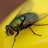 BlackFlies