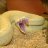 Crotalus Atrox