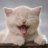 Catman