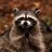 EvilRaccoon