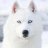 whitedog353