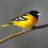TweetTweet