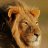 Leonrott