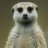 Meerkatt