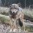 ItalianWolf