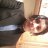 Aaron S Siganoff