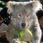 AussieWolfs