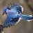 FreneticJay