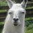 Llamaboi